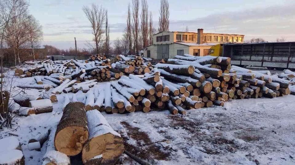 Губят вековые дубы: ГПУ выявила на Житомирщине незаконную вырубку леса на 1,5 млн грн