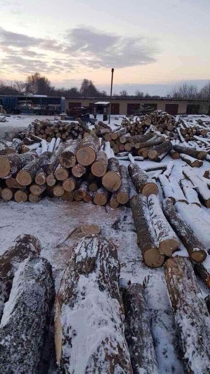 Вбивають вікові дуби: ГПУ виявила на Житомирщині незаконну вирубку лісу на 1,5 млн грн
