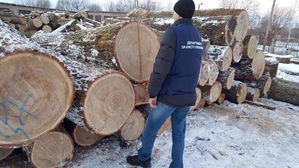 Губят вековые дубы: ГПУ выявила на Житомирщине незаконную вырубку леса на 1,5 млн грн