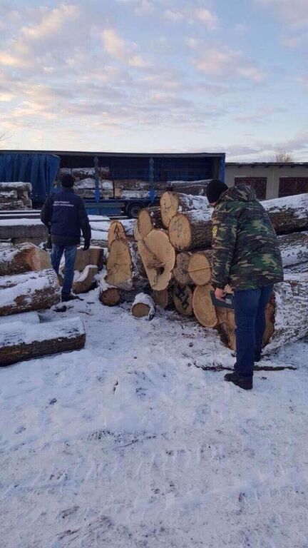 Вбивають вікові дуби: ГПУ виявила на Житомирщині незаконну вирубку лісу на 1,5 млн грн
