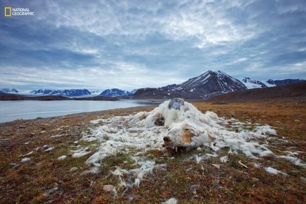 National Geographic опубликовал лучшие снимки дикой природы в 2016 году