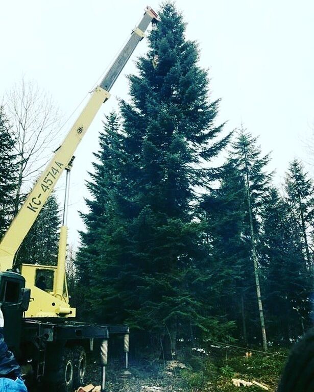 В сети показали фото главной новогодней елки Украины