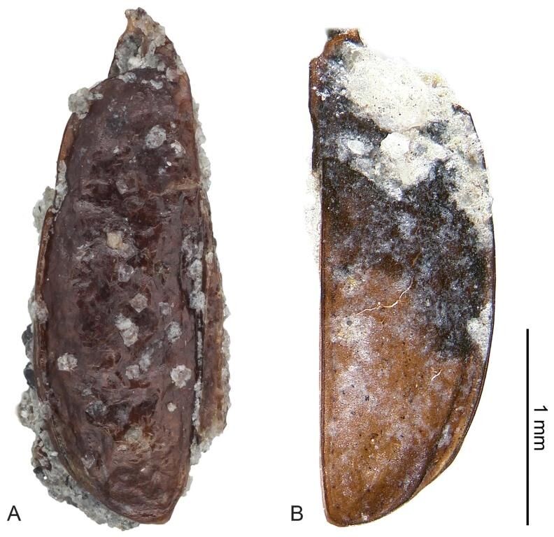 В Антарктиде найдены очень ценные окаменелости возрастом 14 млн лет: фото