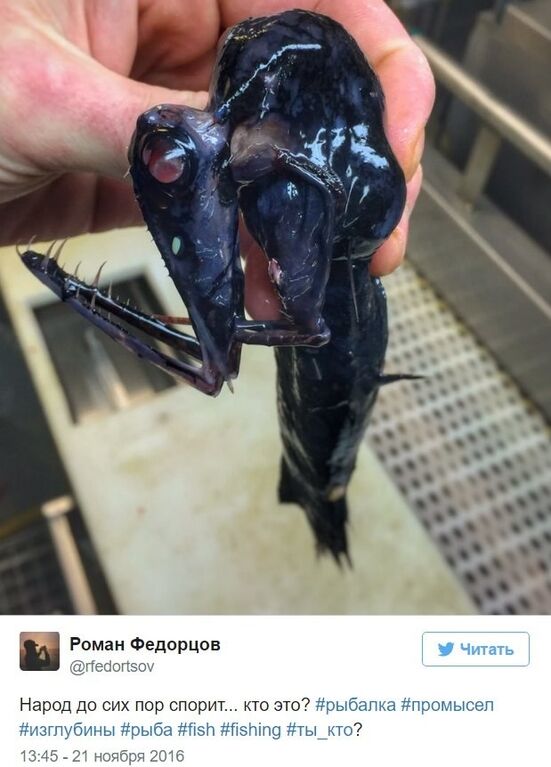 Російський моряк вразив соцмережі фотографіями спійманих ним страшних риб