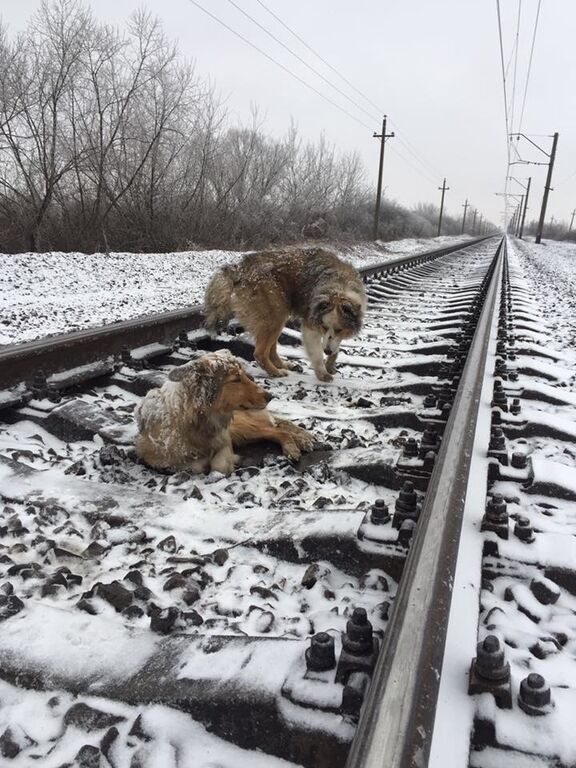 На Закарпатье пес два дня согревал раненую поездом подругу: соцсети потрясены невероятной историей верности