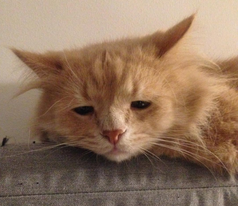 Вечно печальный кот: в соцсетях засияла новая звезда