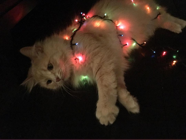 Вечно печальный кот: в соцсетях засияла новая звезда