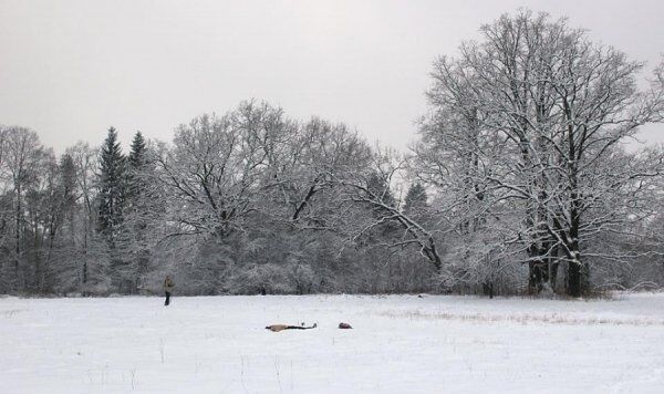 Справжня казка: фото зими в "Цуманській пущі"