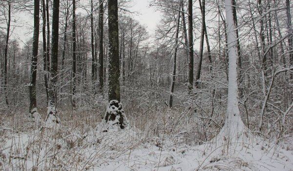 Справжня казка: фото зими в "Цуманській пущі"