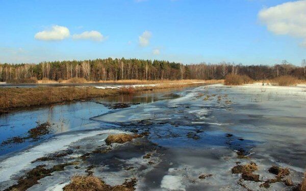 Справжня казка: фото зими в "Цуманській пущі"