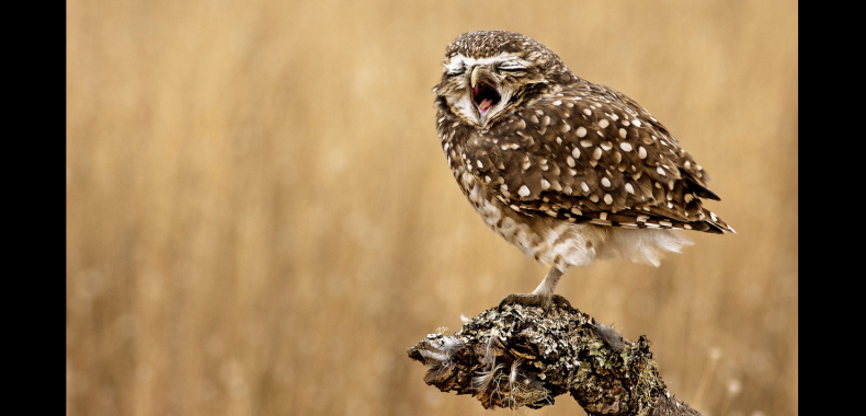 Зевающая сова и ныряющая в снег лиса: опубликовали самые смешные фото дикой природы