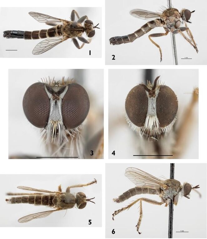 Ученые классифицировали новый вид мух-убийц: фото