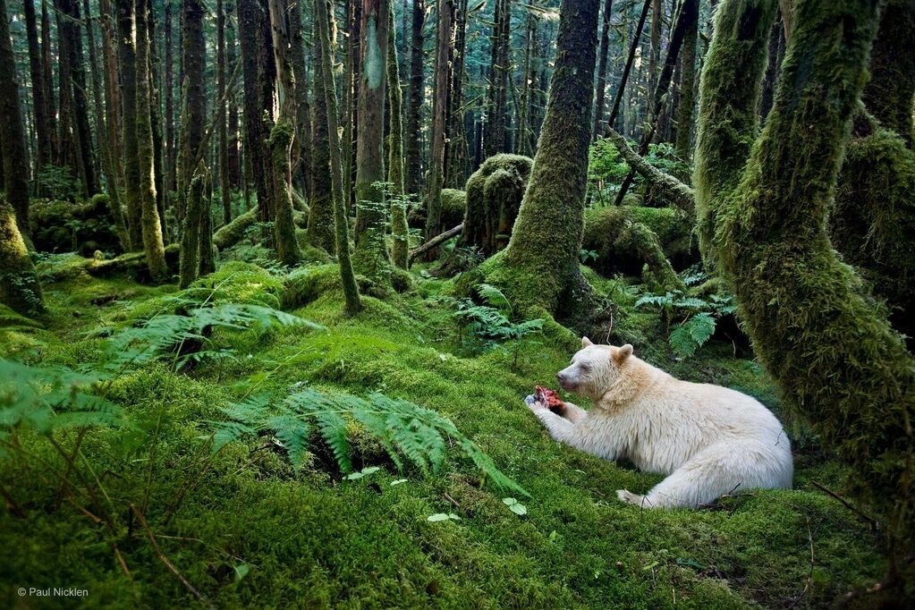 Природный фотошоп: опубликованы редкие снимки животных-альбиносов