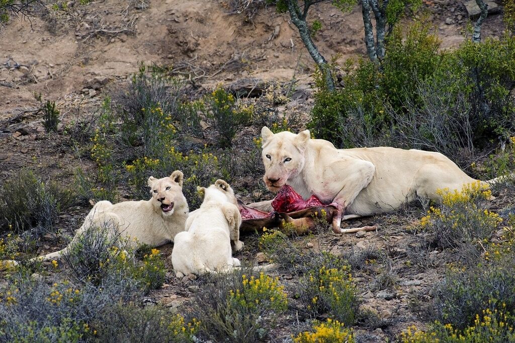 Природний фотошоп: опубліковані рідкісні знімки тварин-альбіносів