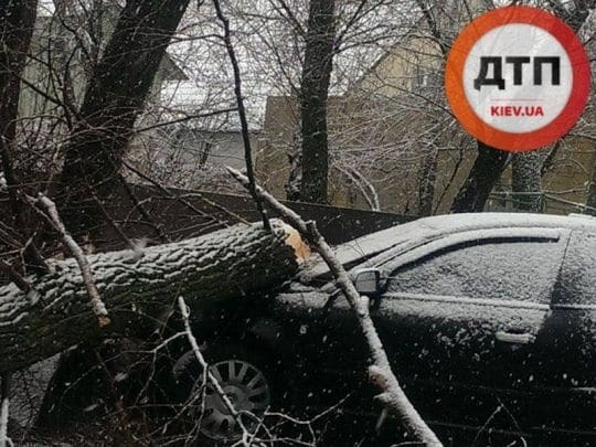 ДТП в Киеве: после удара на автомобиль упало дерево