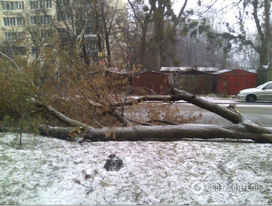 Непогода в Киеве: возле жилого дома рухнуло дерево 