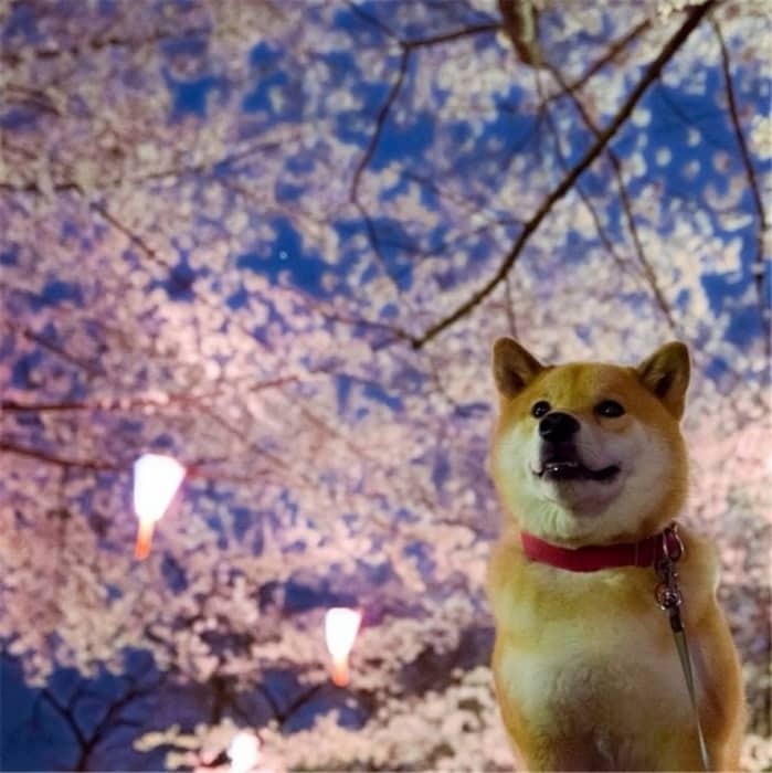 Красота Японии: 20 потрясающих фото страны восходящего солнца
