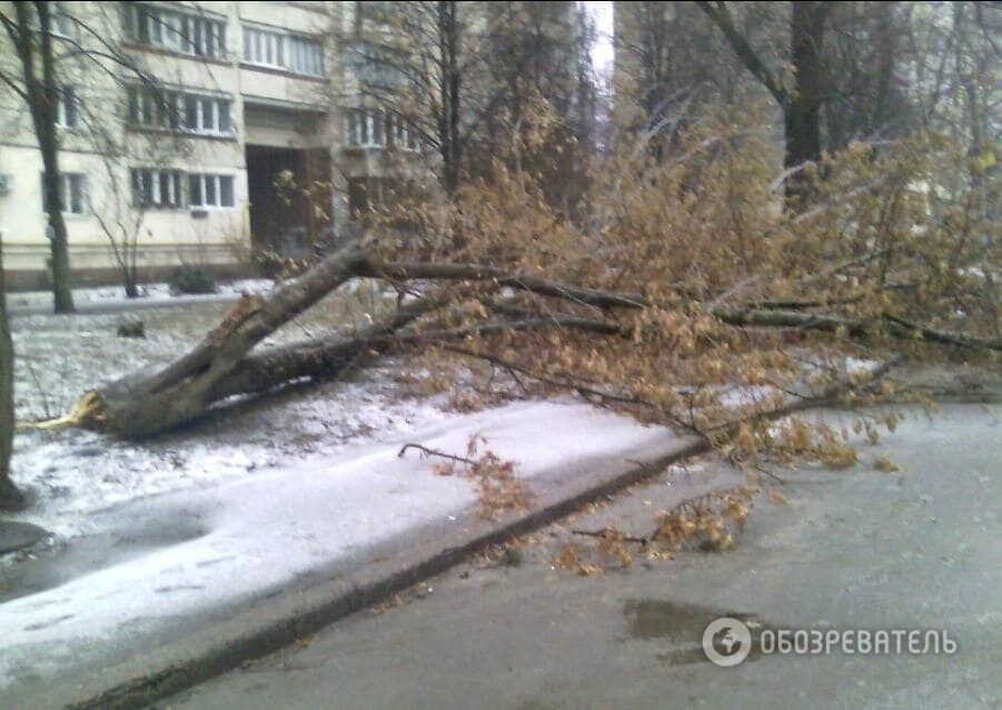 Непогода в Киеве: возле жилого дома рухнуло дерево 