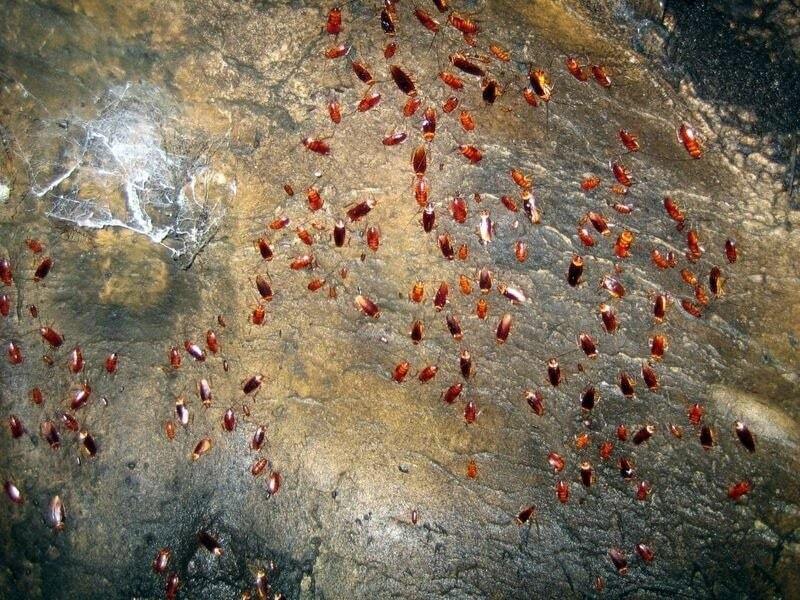 Место, где оживает страх: опубликованы фото пещеры ужаса Гомантонга