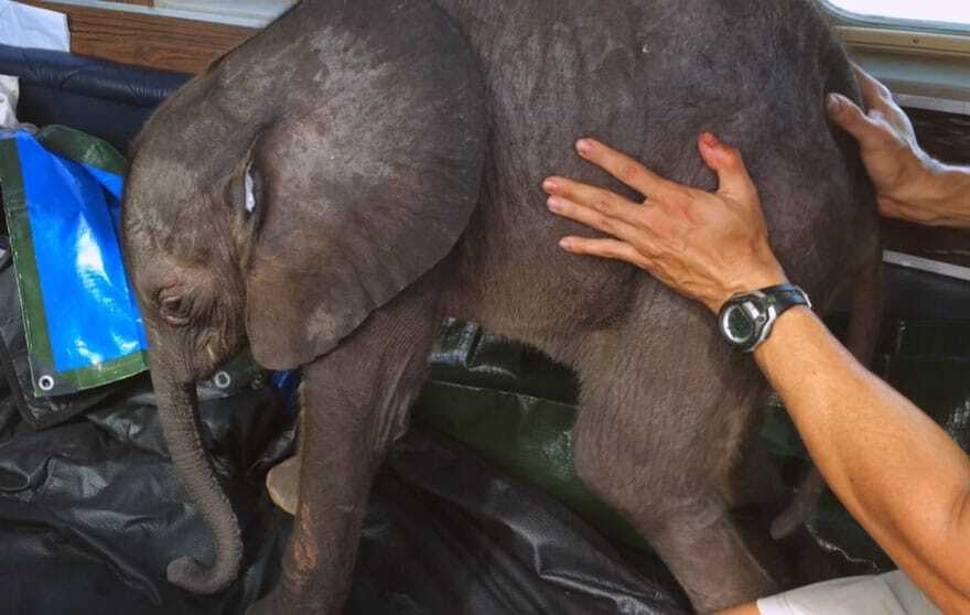 В Африці слоненя, після порятунку знайшло людську "маму": відеофакт