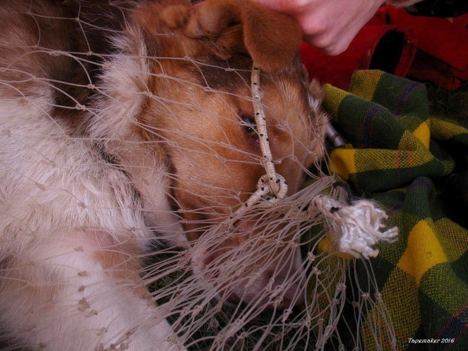 На Київщині собаки постраждали від дивних пасток: фотофакт