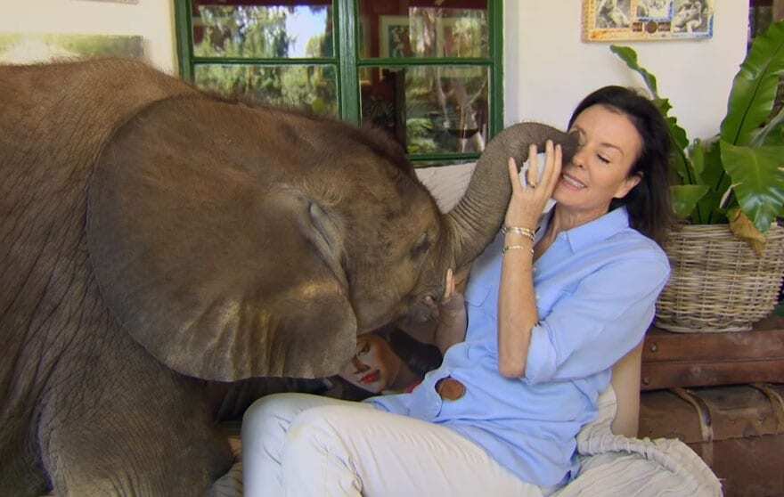В Африке слоненок после спасения обрел человеческую "маму": видеофакт