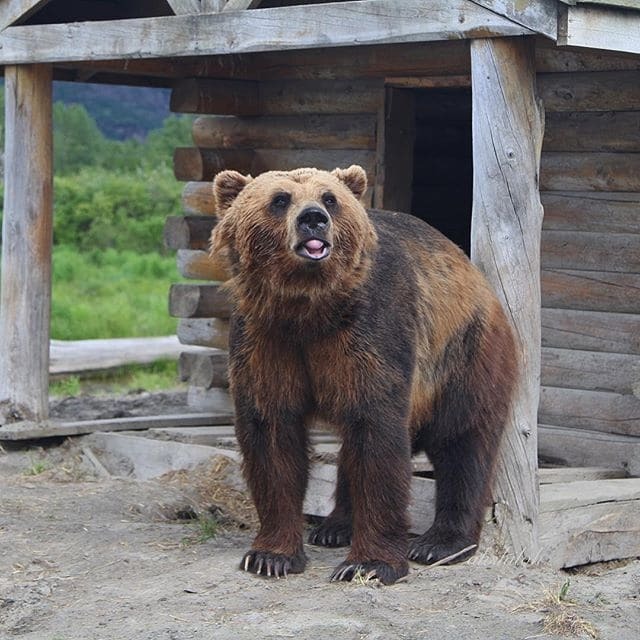 Друг зверей: житель Аляски покорил соцсети потрясающими снимками