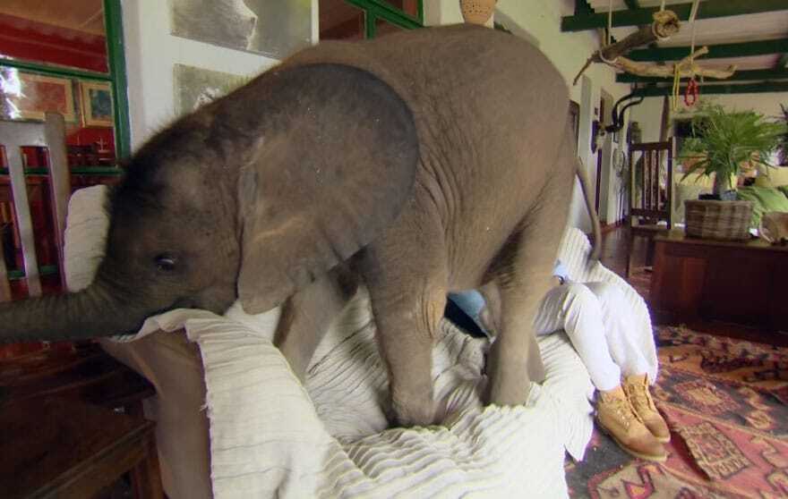 В Африке слоненок после спасения обрел человеческую "маму": видеофакт