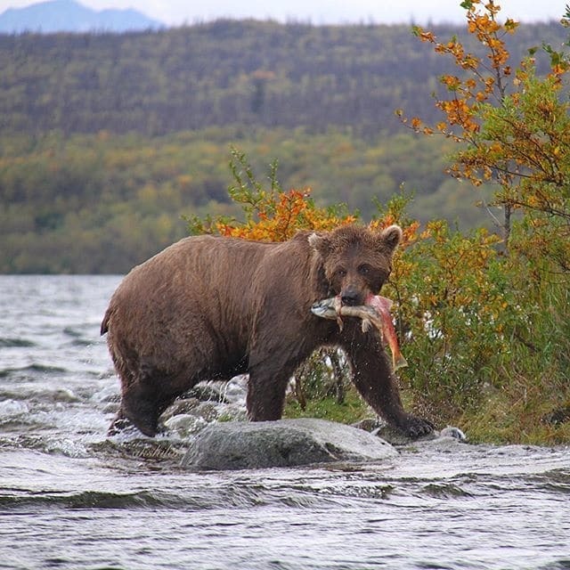 Друг зверей: житель Аляски покорил соцсети потрясающими снимками