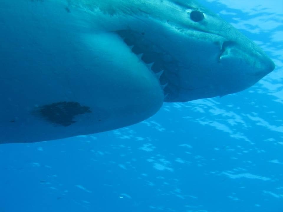 У Мексиці виявили найбільшу акулу на Землі: опубліковані фото і відео