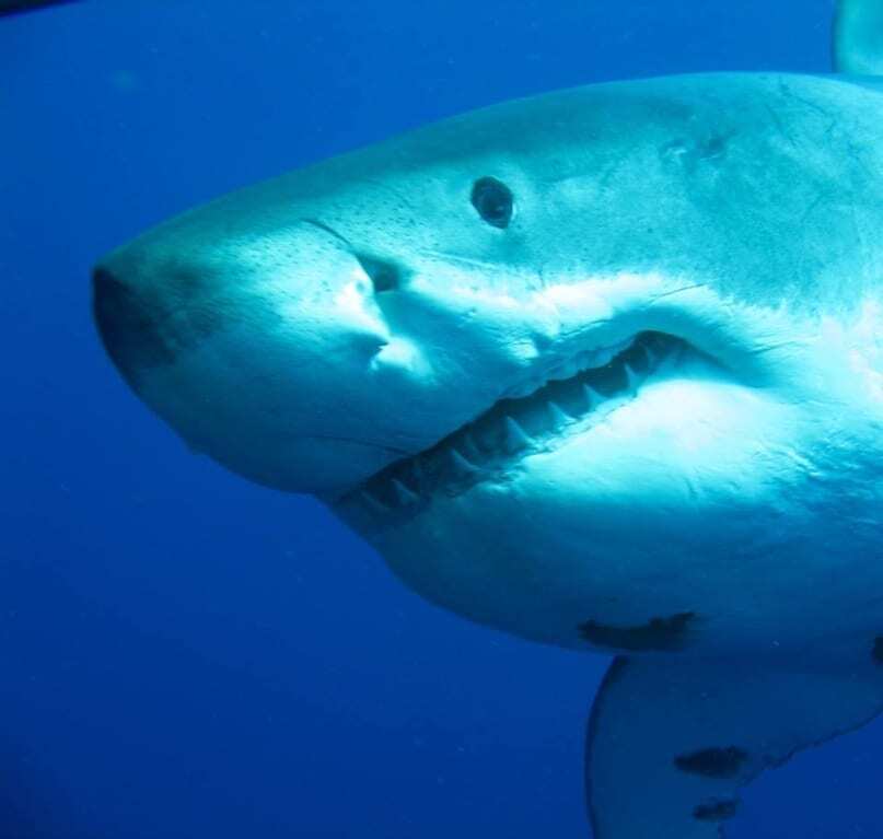 В Мексике обнаружили самую большую акулу на Земле: опубликованы фото и видео