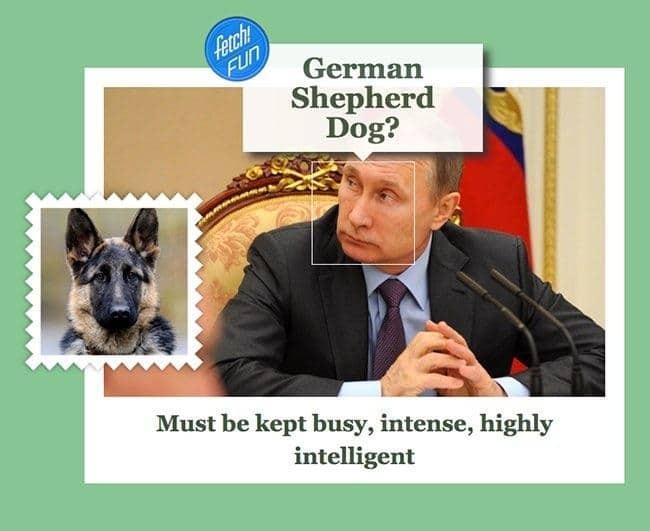 На яких собак схожі світові лідери: від Путіна до Ердогана