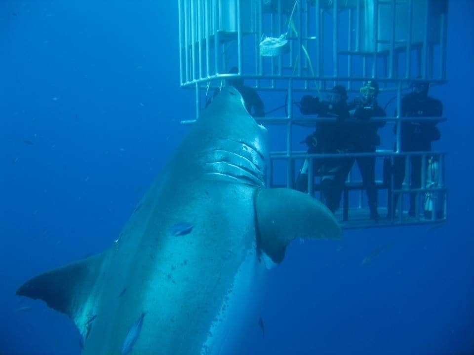 В Мексике обнаружили самую большую акулу на Земле: опубликованы фото и видео
