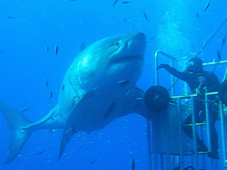 У Мексиці виявили найбільшу акулу на Землі: опубліковані фото і відео