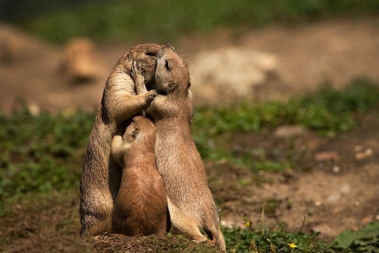 Они тоже умеют любить: трогательные фото целующихся животных
