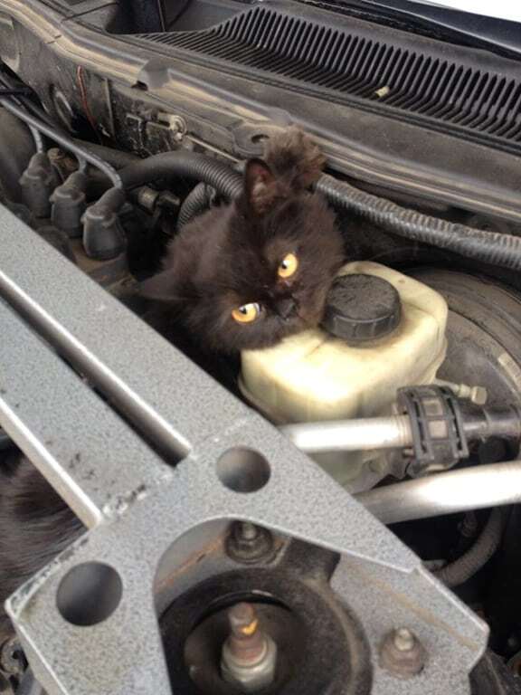Кошка под капотом: в Киеве водитель неожиданно нашел себе друга