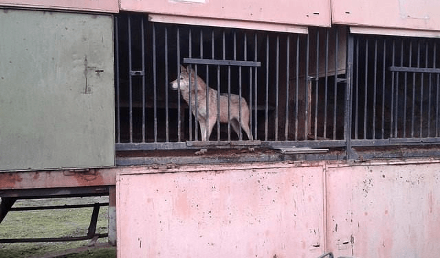 Украинец бросил частный зоопарк умирать из-за России: жуткие кадры
