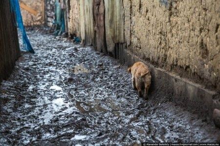 За стеной: блогер опубликовал шокирующие фото цыганского табора на Закарпатье