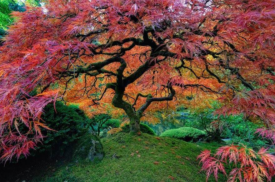 Причуды природы: сказочные деревья в реальной жизни