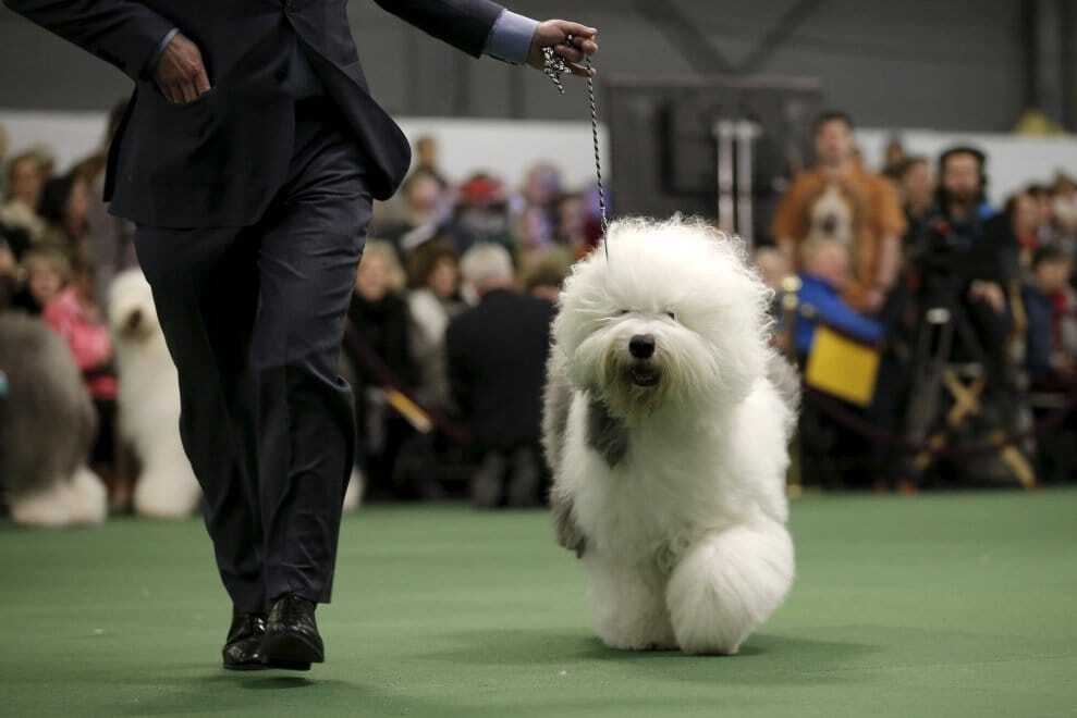 В США состоялась самая престижная выставка собак