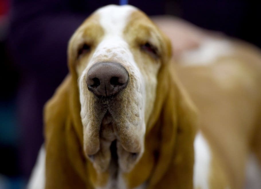 В США состоялась самая престижная выставка собак: фоторепортаж