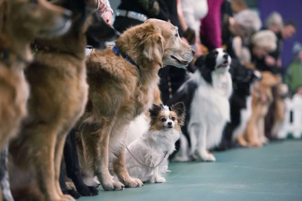 В США состоялась самая престижная выставка собак