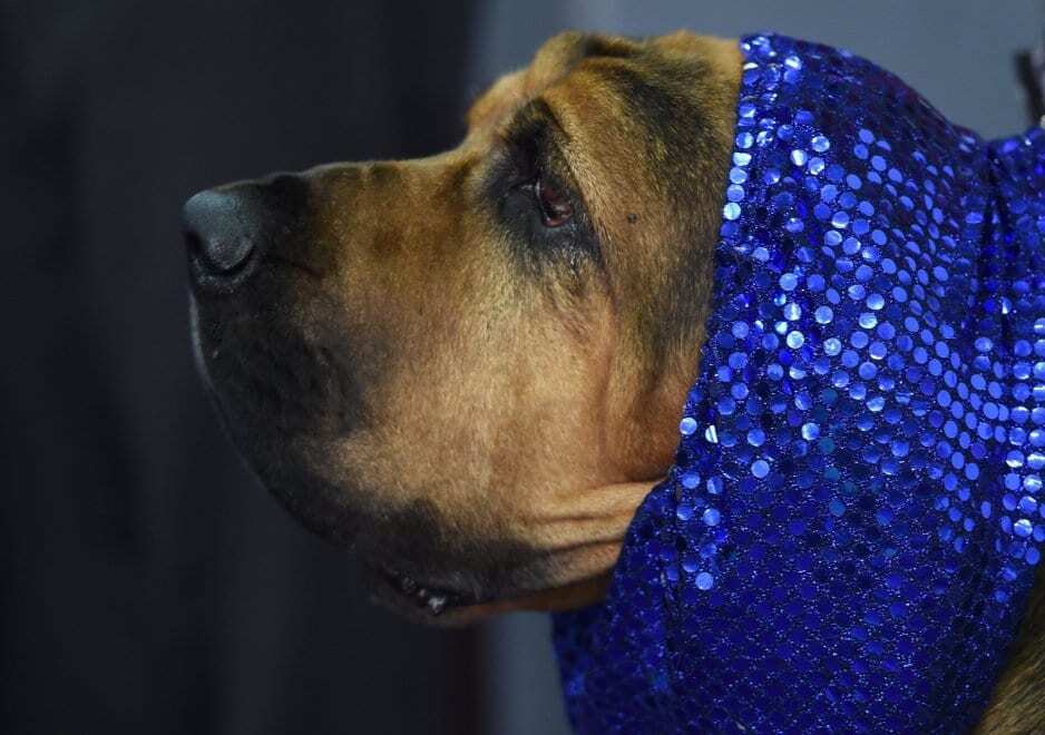 В США состоялась самая престижная выставка собак: фоторепортаж
