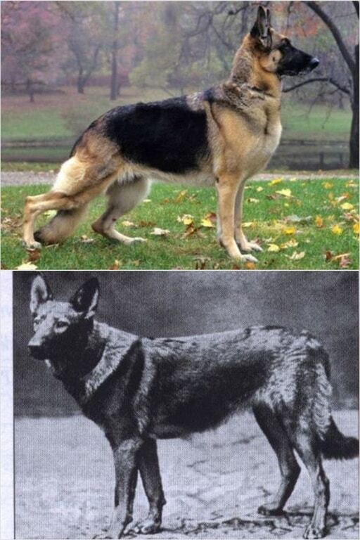 Який вигляд мали породи собак 100 років тому: опубліковано фото