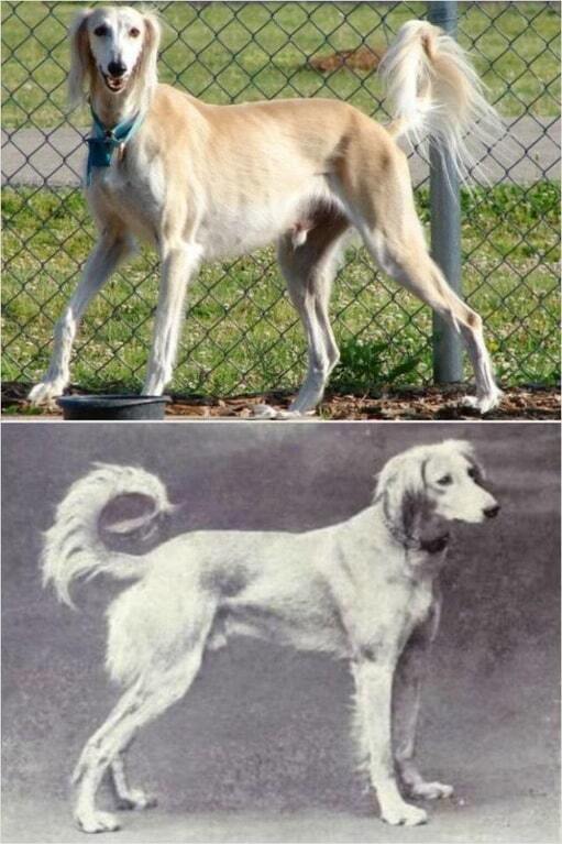 Как выглядели породы собак 100 лет назад: опубликованы фото