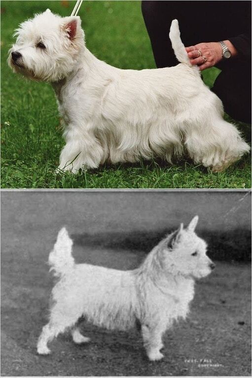 Как выглядели породы собак 100 лет назад: опубликованы фото