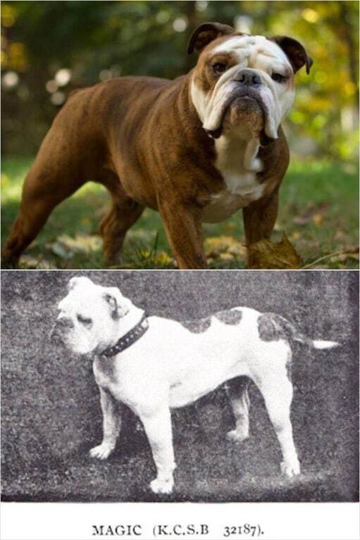 Який вигляд мали породи собак 100 років тому: опубліковано фото