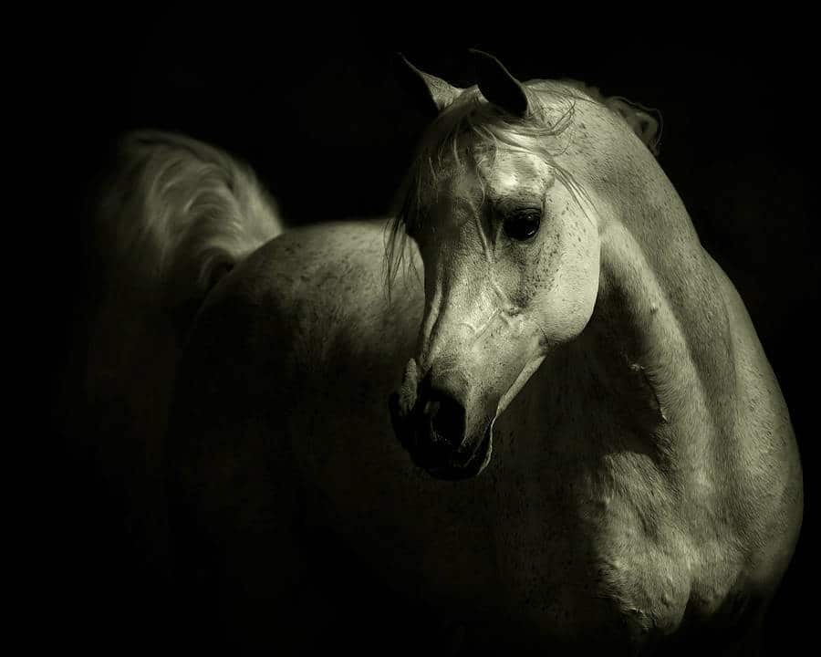 Сила и грация лошадей в потрясающих работах польского фотографа