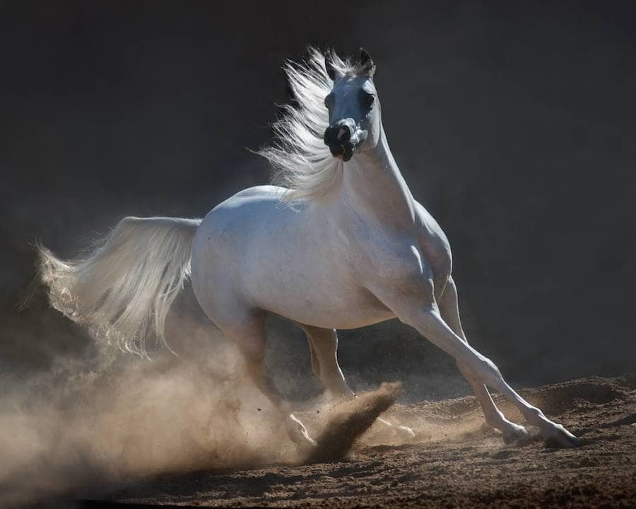 Сила и грация лошадей в потрясающих работах польского фотографа