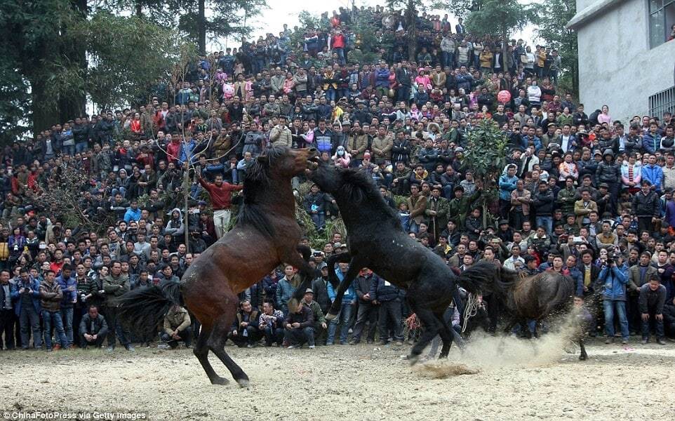 Битва за любовь: в Китае 500 лет проводят жестокие лошадиные бои. Фоторепортаж и видеофакт